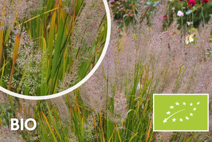 Bio-Diamantgras – Calamagrostis brachytricha