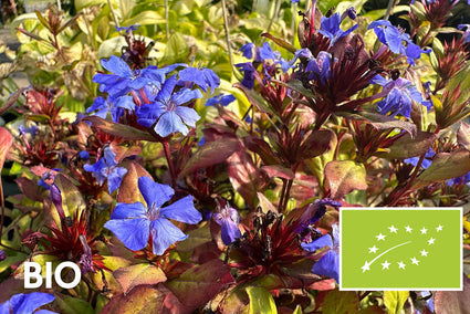 Bio-Bleikraut – Ceratostigma plumbaginoides