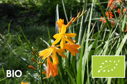 Bio Montbretia - Crocosmia 'George Davidson'