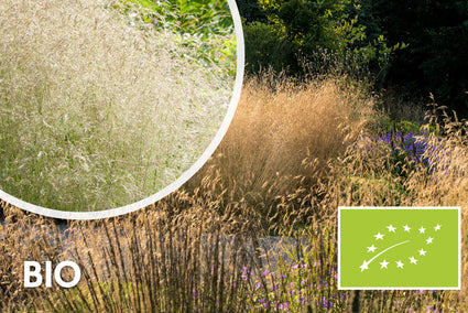 Bio-Rohduft - Deschampsia cespitosa 'Goldtau'