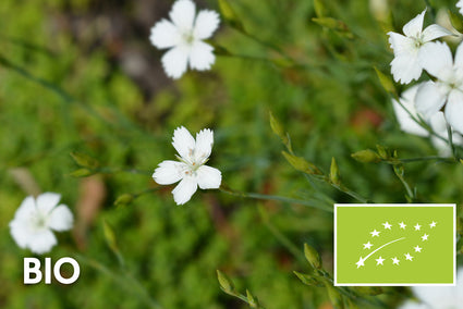 Bio-Steinnelke - Dianthus deltoides 'Albiflorus'