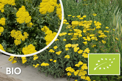 Bio-Schafgarbe - Achillea 'Moonshine'