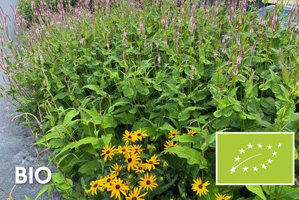 Bio-Knöterich Rosa/Rot (25 cm hoch) - Persicaria affinis 'Darjeeling Red'