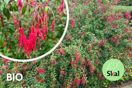 Bio-Blasenpflanze - Fuchsie 'Riccartonii'