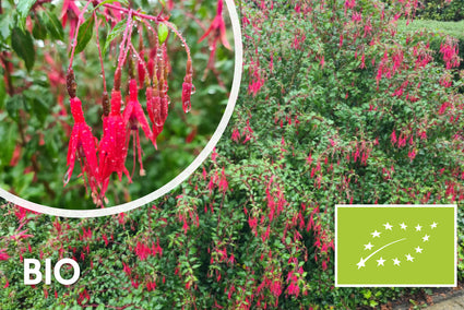 Bio-Blasenpflanze - Fuchsie 'Riccartonii'