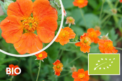 Bio-Nagelkraut-Orange (Höhe 40 cm) - Geum coccineum 'Borisii'