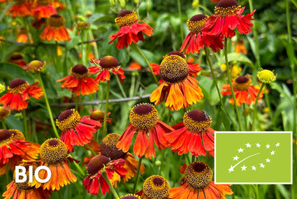 Bio-Sonnenbraut - Helenium 'Moerheim Beauty'