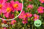 Bio-Zistrose - Helianthemum 'Ben Hope' Bio-Zistrose - Helianthemum 'Ben Hope'
