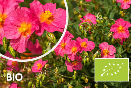 Bio-Zistrose - Helianthemum 'Ben Hope'