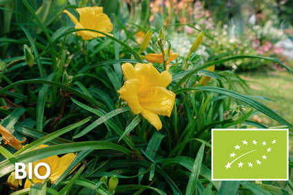 Bio-Taglilie - Hemerocallis 'Stella de Oro'