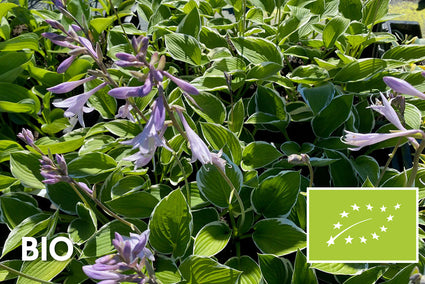 Bio-Herzlilie - Hosta 'Francee'