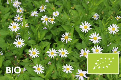 Bio-Sommergitter (Weiß) - Kalimeris incisa 'Alba'