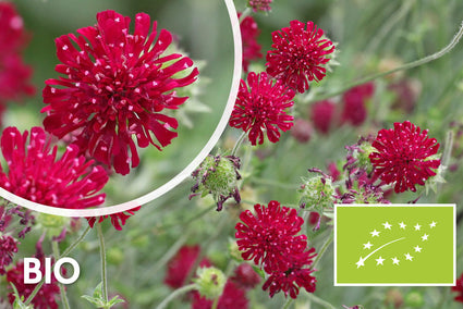 Bio-Wiesenkrone - Knautia macedonica 'Mars Midget'