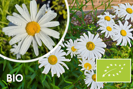 Bio Magriet - Leucanthemum 'Alaska'