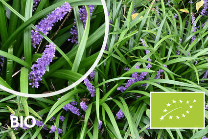 Bio-Liliengras - Liriope muscari 'Big Blue'