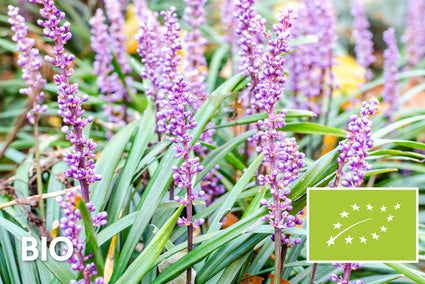 Bio-Liliengras - Liriope muscari 'Lilac Wonder'