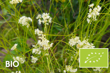 Bio-Schneewittchen-Feldbinse - Luzula nivea
