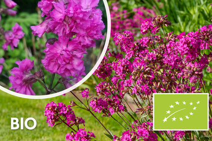 Bio-Wiesenschaumkraut / Rote Pekannuss - Lychnis viscaria 'Splendens'