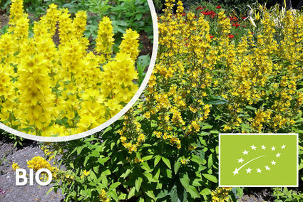 Bio-Puntweederik - Lysimachia punctata