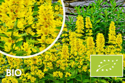 Biologischer Riesenpflanzenfresser - Lysimachia vulgaris