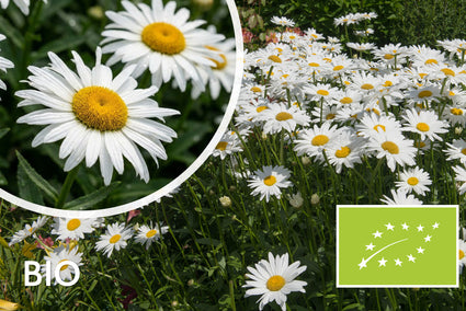 Biologische Margerite – Leucanthemum (S) „Silberprinzesschen“