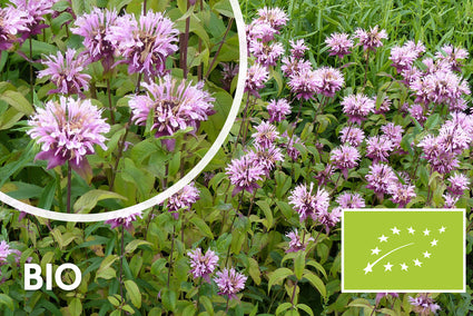 Bio-Bergamottepflanze - Monarda 'Beauty of Cobham'