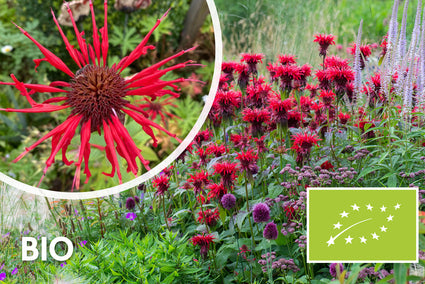 Bio-Bergamottepflanze - Monarda 'Cambridge Scarlet'