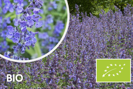 Bio-Katzenminze - Nepeta 'Walker's Low'