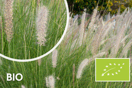 Bio-Neunaugengras - Pennisetum alopecuroides 'Hameln'