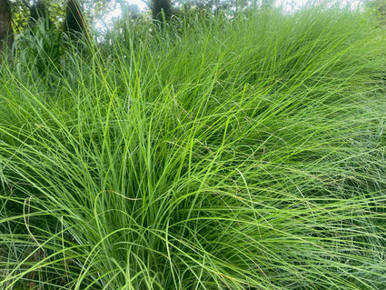 Schönes Schilf - Miscanthus sinensis 'Gracillimus' bio