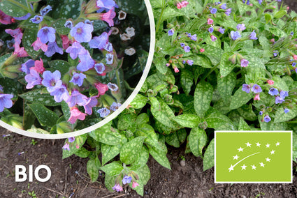 Bio-Lungenkraut - Pulmonaria saccharata 'Mrs Moon'