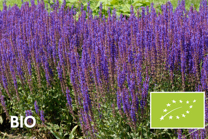 Bio-Salbei - Salvia nemorosa 'Ostfriesland'