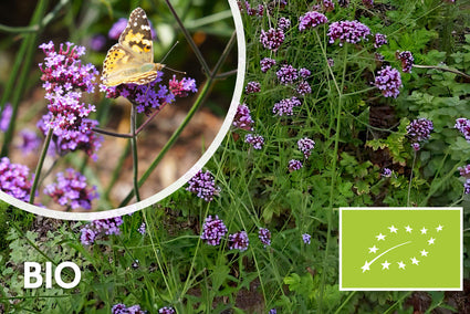 Bio-Eisenkraut (Niedrige Sorte 60 cm) - Verbena bonariensis 'Lollipop'