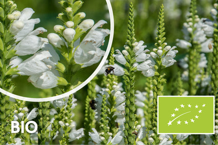 Bio-Ehrenpreis (weiß) - Veronica spicata 'Icicle'