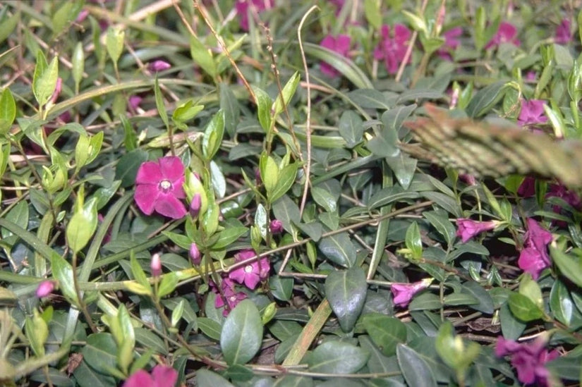 Bio-Kleines Immergrün - Vinca Minor 'Atropurpurea' (auch pro/m2) Bio-Kleines Immergrün - Vinca Minor 'Atropurpurea' (auch pro/m2)