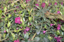 Bio-Kleines Immergrün - Vinca Minor 'Atropurpurea' (auch pro/m2) Bio-Kleines Immergrün - Vinca Minor 'Atropurpurea' (auch pro/m2)
