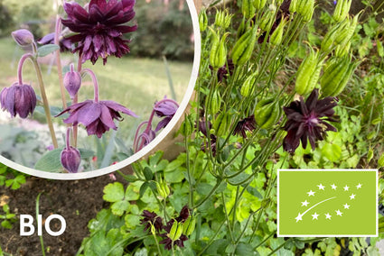 Bio-Akelei - Aquilegia vulgaris 'Black Barlow'