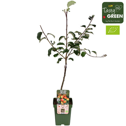 Bio-Apfelbaum - Malus domestica 'Jonagold' Kompakt, Halbstamm