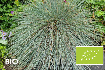 Bio-Blaues Schafgras - Festuca glauca