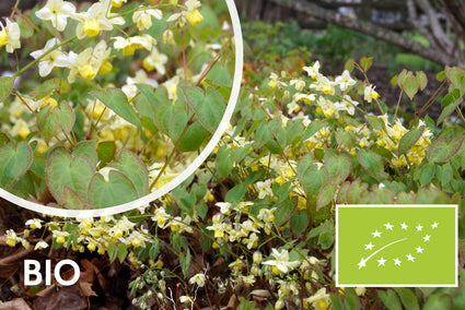 Bio-Elfenblume - Epimedium versicolor 'Sulphureum'