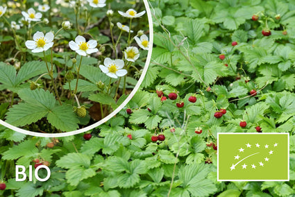 Bio-Walderdbeere - Fragaria vesca