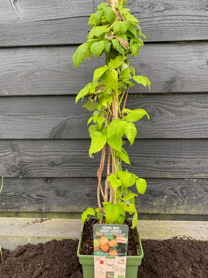 Bio Gelbe Himbeere - Rubus ideaus Twotimer Sugana Yellow® / Golddigger