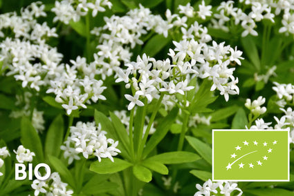 Bio-Süßer Waldmeister - Galium odoratum - (auch pro m2)