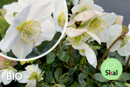 Bio-Weihnachtsrose / Helleborus (weiß) – Helleborus niger