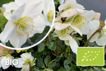 Bio-Weihnachtsrose / Helleborus (weiß) – Helleborus niger