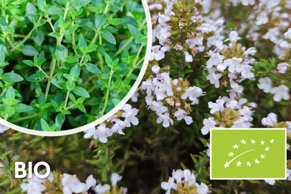 Bio-Küchenthymian - Thymus vulgaris 'Compactus'