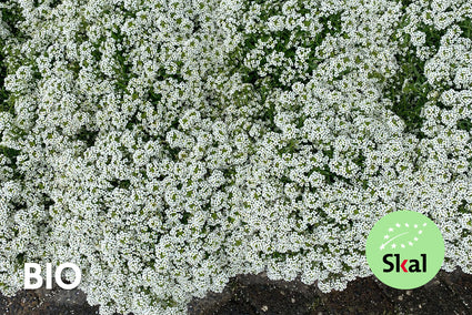 Bio Kriechender Thymian 'Weiß' - Thymus praecox 'Albiflorus' (auch pro m2)
