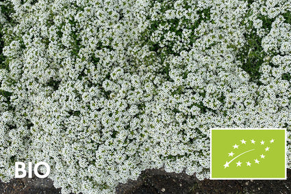 Bio Kriechender Thymian 'Weiß' - Thymus praecox 'Albiflorus' (auch pro m2)