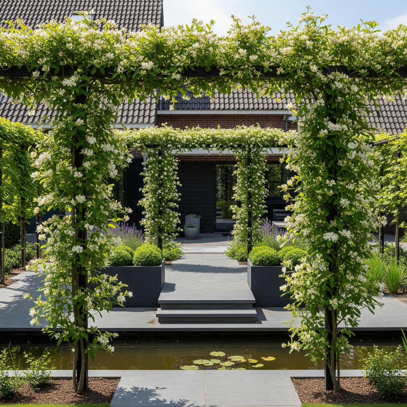 Bio-Geißblatt - Lonicera Henryi BIO Bio-Geißblatt - Lonicera Henryi BIO