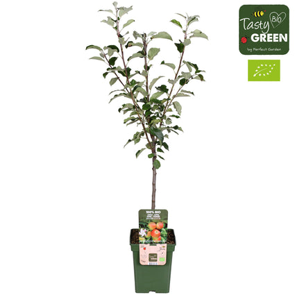 Bio-Apfelbaum - Malus domestica 'Elstar' Kompakter Halbstamm